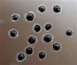  Seeds